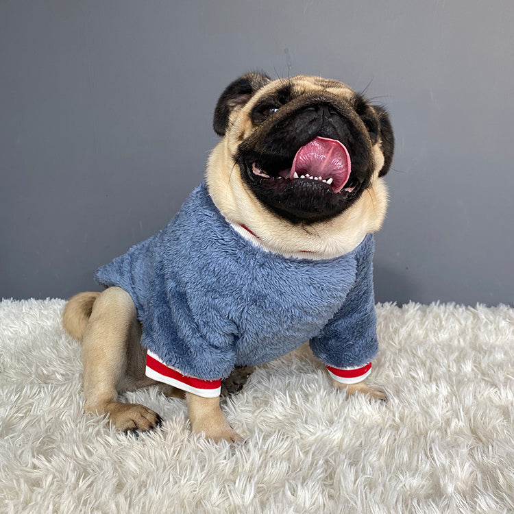 Why Every Pet Needs a Cozy Sweater