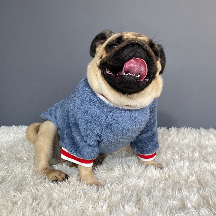 Why Every Pet Needs a Cozy Sweater