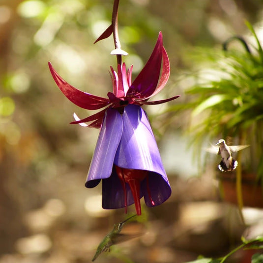 Experience Nature's Beauty with the Sensation Pink Coneflower Bird Feeder