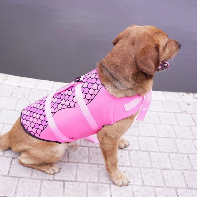 Why Every Pet Needs a Life Jacket